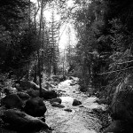 Black White Stream Trees Photo