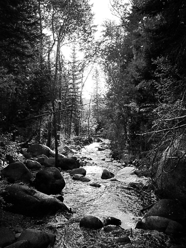 Black White Stream Trees Photo