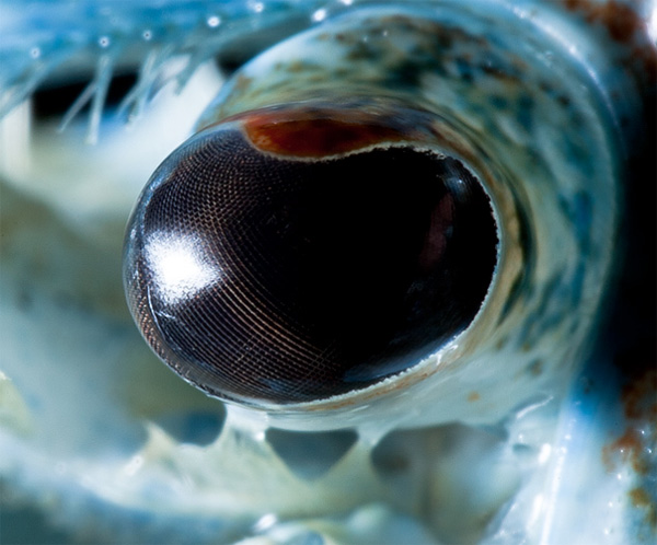 Blue crayfish eye photo