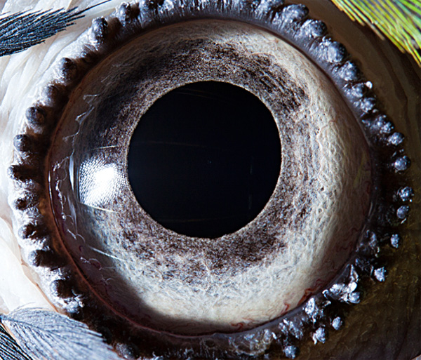 Blue yellow macaw parrot eye photo
