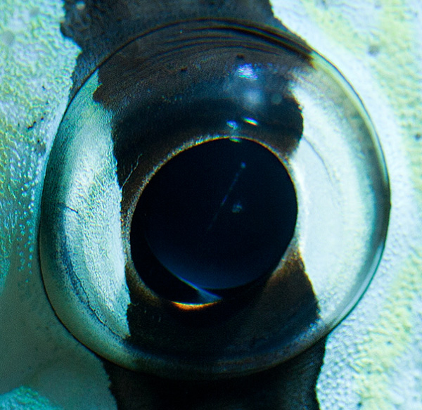 Coral zebra fish eye photo