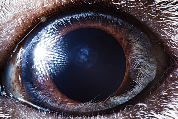 Guinea pig eye photo