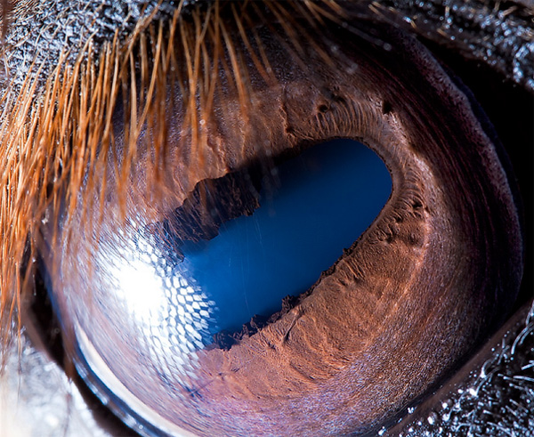Horse eye photo