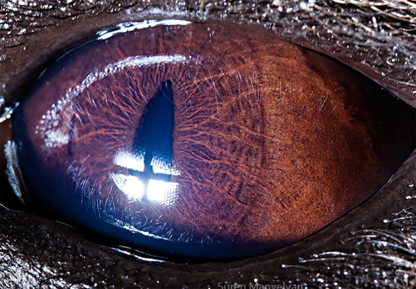 Hyena eye photo