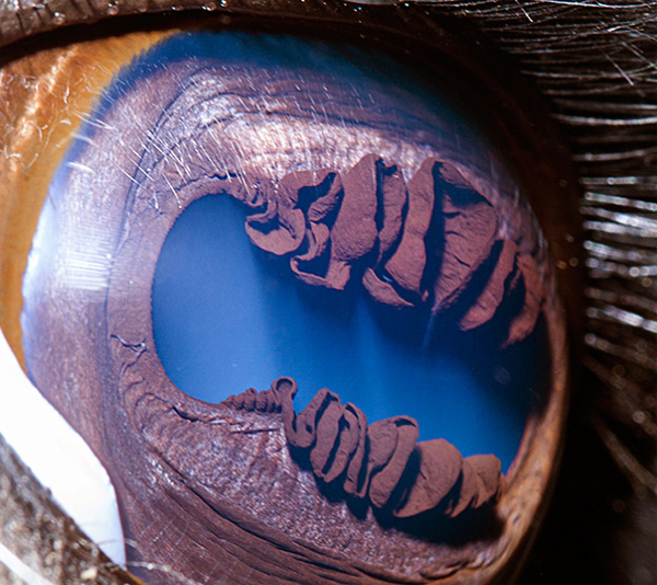 Lama eye photo