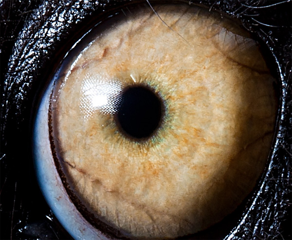 Lemur Catta eye photo