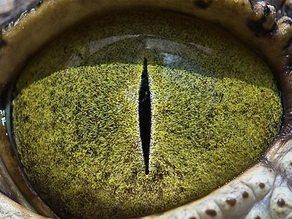Nylus crocodile eye photo