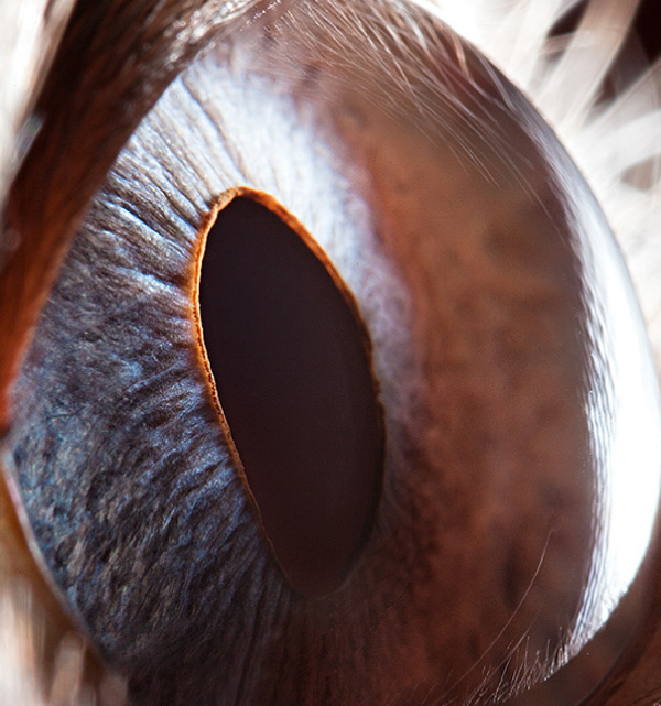 Siam cat eye photo
