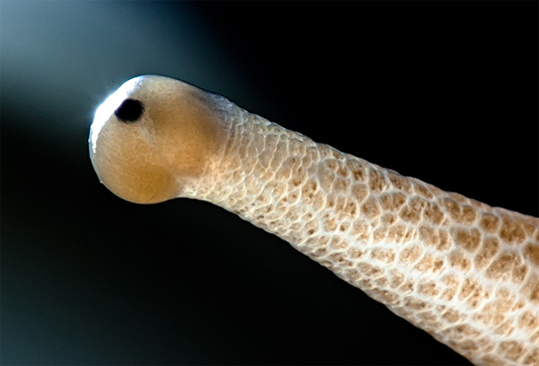 Snail eye photo