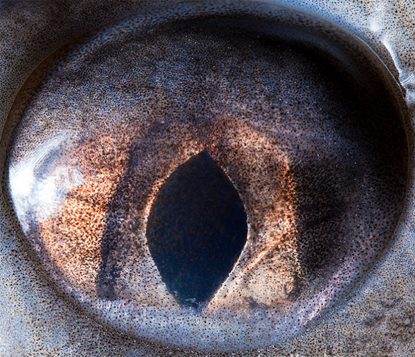Sterlet eye photo