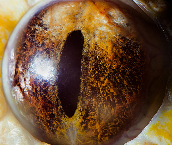 Tiger python (albino) eye photo