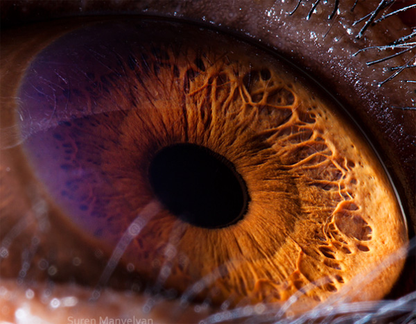 Chimpanzee eye photo