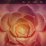 beautiful flower in fading shades