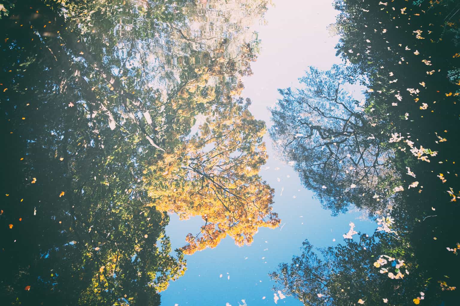 tree reflected in the water