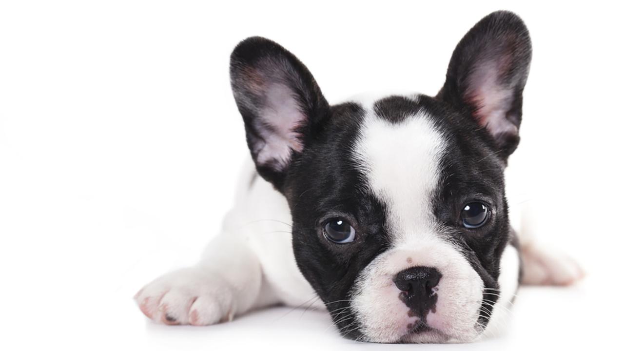 Black-And-White-Cute-French-Bulldog